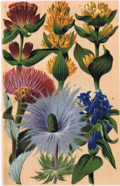 Piante alpine, illustrazione da 